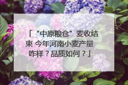 “中原粮仓”麦收结束 今年河南小麦产量咋样？品质如何？