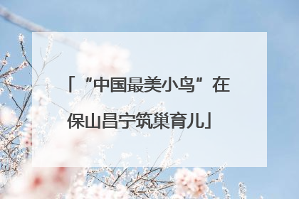 “中国最美小鸟”在保山昌宁筑巢育儿