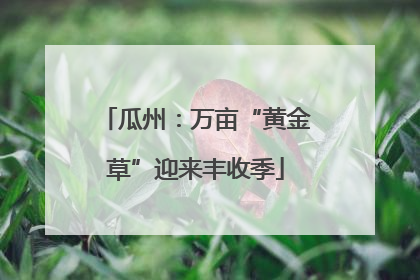 瓜州：万亩“黄金草”迎来丰收季