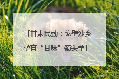 甘肃民勤：戈壁沙乡孕育“甘味”领头羊