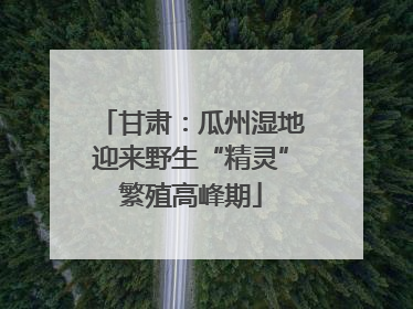 甘肃：瓜州湿地迎来野生“精灵”繁殖高峰期