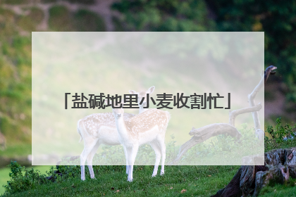 盐碱地里小麦收割忙