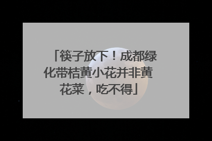 筷子放下！成都绿化带桔黄小花并非黄花菜，吃不得
