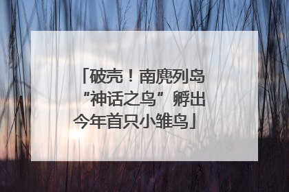 破壳！南麂列岛“神话之鸟”孵出今年首只小雏鸟