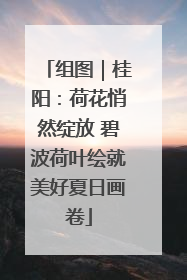 组图｜桂阳：荷花悄然绽放 碧波荷叶绘就美好夏日画卷