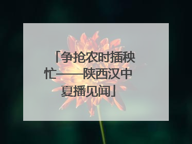 争抢农时插秧忙——陕西汉中夏播见闻