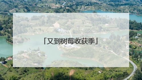 又到树莓收获季