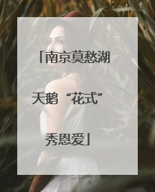 南京莫愁湖天鹅“花式”秀恩爱