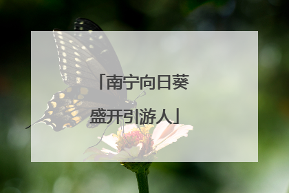 南宁向日葵盛开引游人