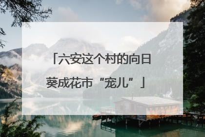 六安这个村的向日葵成花市“宠儿”