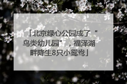 北京绿心公园成了“鸟类幼儿园”，福泽湖畔降生8只小鸳鸯