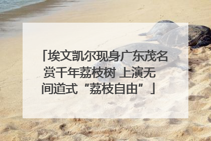 埃文凯尔现身广东茂名 赏千年荔枝树 上演无间道式“荔枝自由”