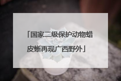 国家二级保护动物蜡皮蜥再现广西野外