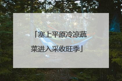 塞上平原冷凉蔬菜进入采收旺季