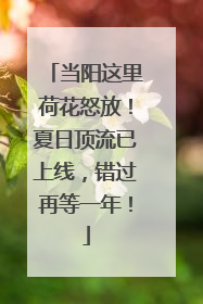 当阳这里荷花怒放！夏日顶流已上线，错过再等一年！