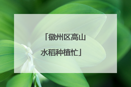 徽州区高山水稻种植忙