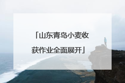 山东青岛小麦收获作业全面展开