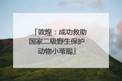 敦煌：成功救助国家二级野生保护动物小苇鳽
