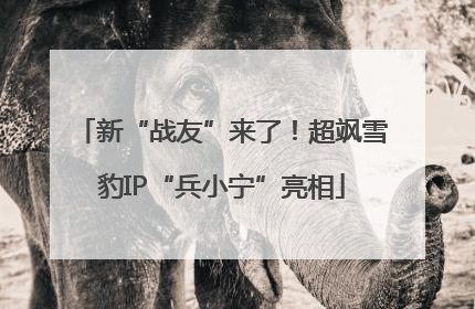 新“战友”来了！超飒雪豹IP“兵小宁”亮相