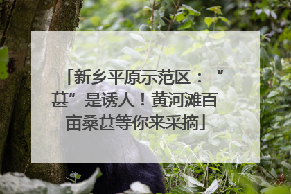 新乡平原示范区：“葚”是诱人！黄河滩百亩桑葚等你来采摘