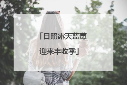 日照露天蓝莓迎来丰收季