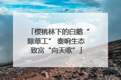 樱桃林下的白鹅“除草工” 奏响生态致富“向天歌”