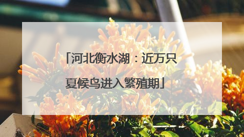 河北衡水湖：近万只夏候鸟进入繁殖期