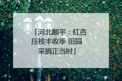 河北顺平：红杏压枝丰收季 田园采摘正当时