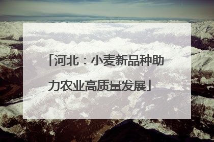 河北：小麦新品种助力农业高质量发展