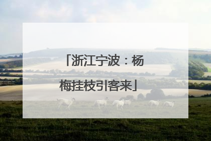 浙江宁波：杨梅挂枝引客来