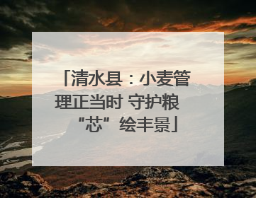 清水县：小麦管理正当时 守护粮“芯”绘丰景