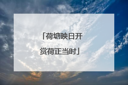 荷塘映日开 赏荷正当时