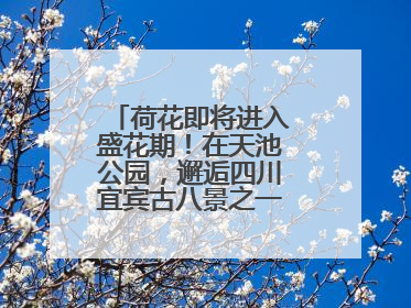 荷花即将进入盛花期！在天池公园，邂逅四川宜宾古八景之一“天池晚照”