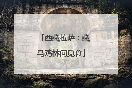 西藏拉萨：藏马鸡林间觅食