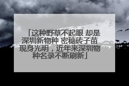 这种野草不起眼 却是深圳新物种 密穗砖子苗现身光明，近年来深圳物种名录不断刷新