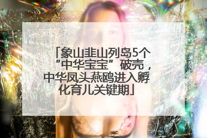 象山韭山列岛5个“中华宝宝”破壳，中华凤头燕鸥进入孵化育儿关键期