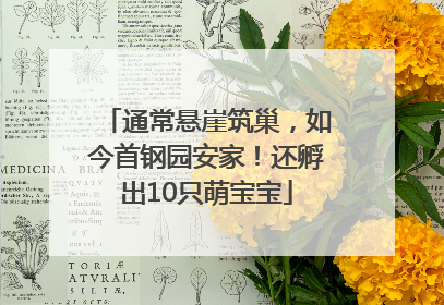 通常悬崖筑巢，如今首钢园安家！还孵出10只萌宝宝