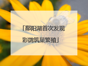 鄱阳湖首次发现彩鹮筑巢繁殖