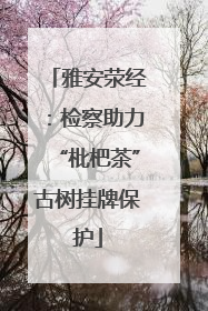 雅安荥经：检察助力“枇杷茶”古树挂牌保护
