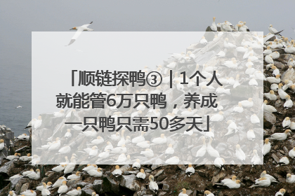 顺链探鸭③｜1个人就能管6万只鸭，养成一只鸭只需50多天