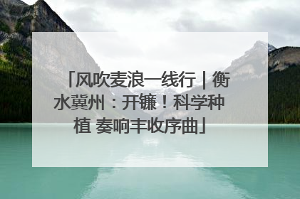 风吹麦浪一线行｜衡水冀州：开镰！科学种植 奏响丰收序曲