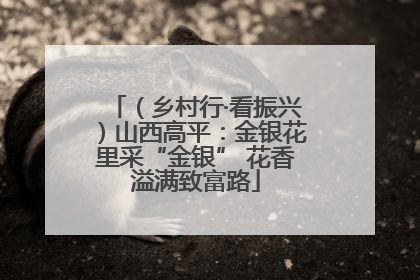 （乡村行·看振兴）山西高平：金银花里采“金银” 花香溢满致富路