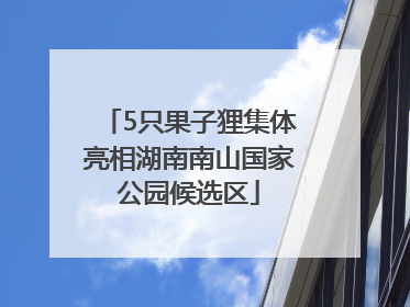 5只果子狸集体亮相湖南南山国家公园候选区